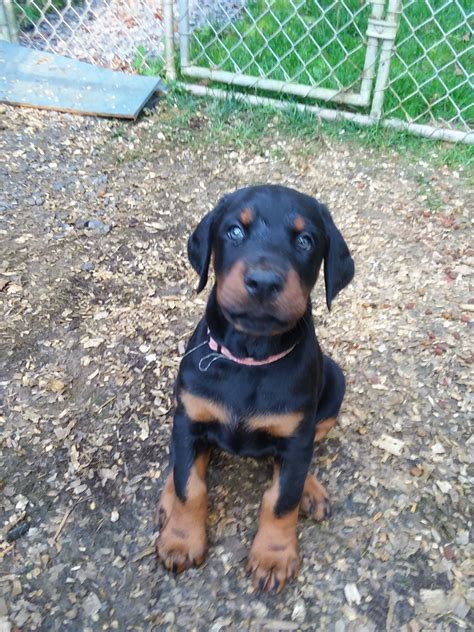 doberman pinscher puppies virginia